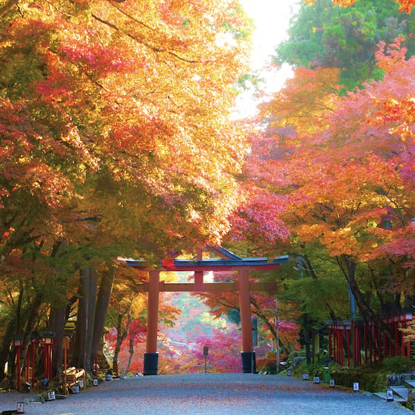 紅葉が色鮮やかに染まった木々が広がる日吉大社の参道の風景。鳥居が奥に佇み、陽の光が紅葉を照らして幻想的な秋の雰囲気を演出している静かな神社の景観。