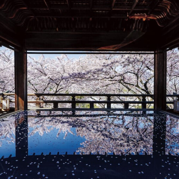 伝統的な和風建築である竹林院の縁側から見える満開の桜の風景。建物内の鏡面のような反射により、桜の花びらが水面に浮かんでいるように見え、静寂で美しい春の雰囲気を感じさせる景色。