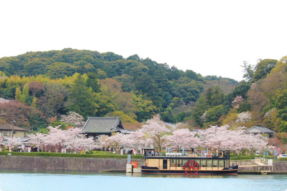 湖畔の公園に広がる満開の桜と訪れる人々の風景。