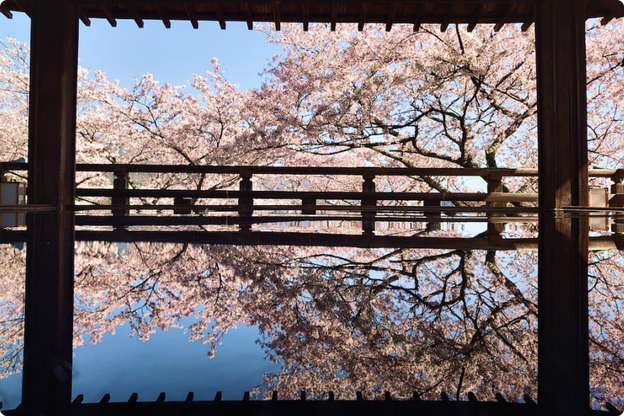 桜の満開の枝越しに見える湖と木製の橋の風景。